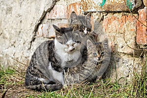 Three homeless kittens huddle together while sitting by the wall