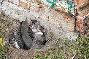 Three homeless kittens hugged and doze