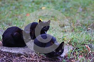 Three homeless little black cats sit on the street and freeze