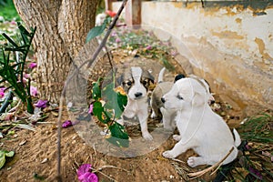 Three homeless little puppies playing on ground