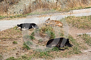 Three homeless mongrel sleeping at wasteland.