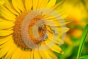 Three honey bees on a big sunflower