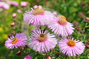 Three honey bees pollinating violet flowers in garden.