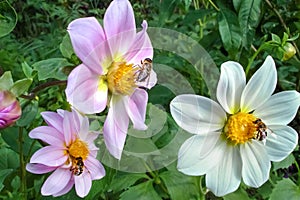 Three honey bees on three white and pink dahlia flowers in the summer garden collect pollen. Delicious lunch at the