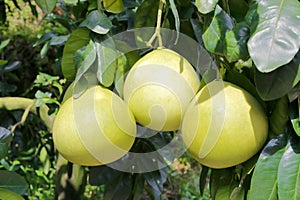 Three honey pomelos