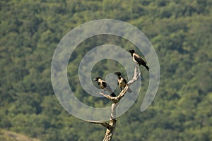 Three Hooded Crows Corvus cornix siting on the branch