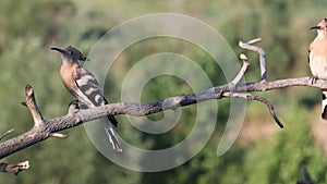 three hoopoes sit on a branch and take turns flying away