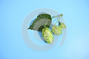three hop cones with a leaf on a twig on a blue background