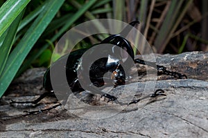 Three-Horned Beetle (Chalcosoma caucasus)