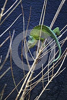 Three-horned chameleon