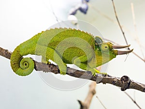Three-horned chameleon (Chamaeleo jacksoni xantholophus)