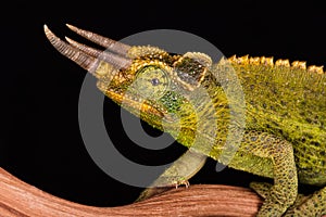 Three Horned Jacksons Chameleon