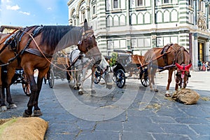 Three horse-drawn cabs in Florence