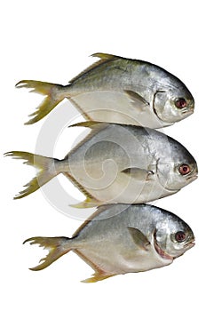 Three horse mackerel