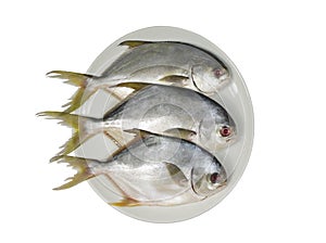 Three horse mackerel