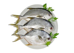 Three horse mackerel