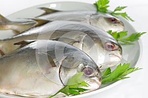 Three horse mackerel