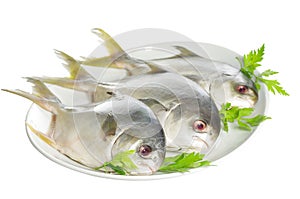 Three horse mackerel