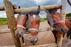 Three horse muzzle in the aviary