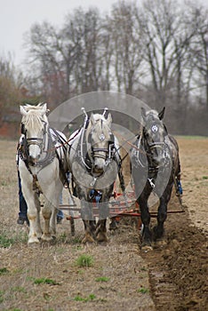 Three Horse Plow Team