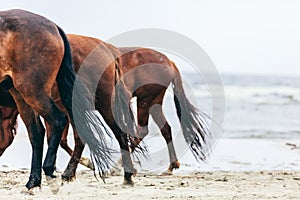 Three horse rumps on the beach in a close up.