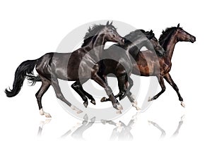 Three horse run gallop