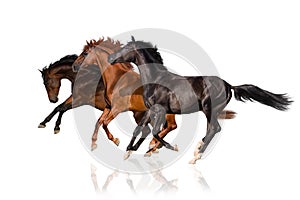 Three horse run gallop photo