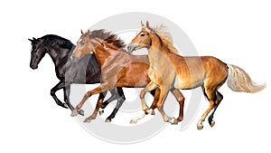 Three horse run img