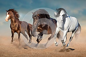 Three horse run in sand