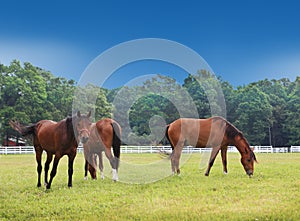 Three Horses