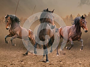 Three horses