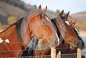 Three Horses