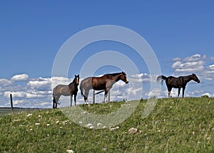 Three Horses