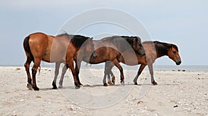 Three horses on a beach