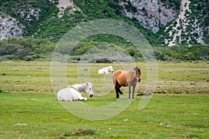 Three Horses at Beautiful Ranwu Lake and  under snow mountains  in summer photo