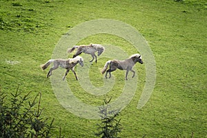 Three horses with blonde mane running wild