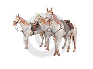 Three horses in bridle go 3d render on white background no shadow