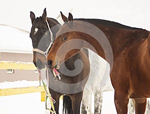 Three horses brown and white care about each other in a paddock