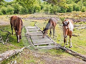 Three horses in Cerro Alarken nature reserve in Ushuaia, Tierra