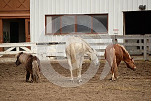 Three Horses dancing
