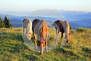 Three horses at dawn graze in the meadow on the background of silhouettes of mountains
