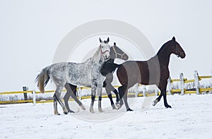 Three horses of different colors running in the paddock