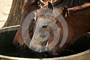 three horses drinkig water in farm water pool