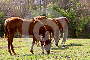 Three horses eating