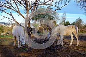 Three horses eating in the field.