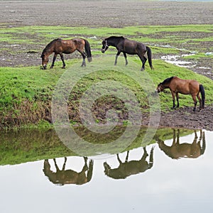 Three horses eating grass by pond with reflection