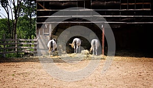 Three horses in a farm