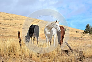 Three Horses in a Field