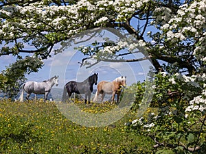 Three horses in a springtime field