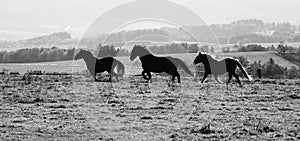 Three horses galloping on the autumn meadow